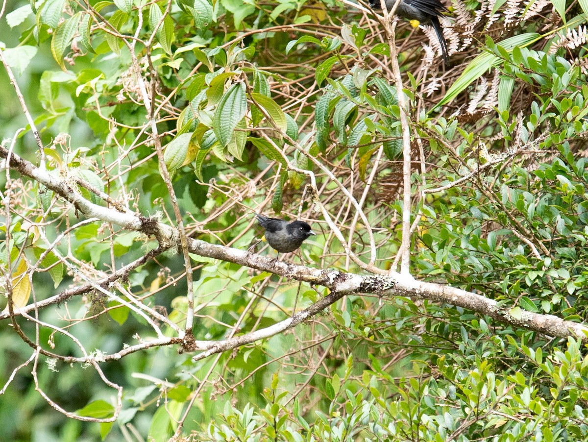 Yellow-thighed Brushfinch - ML642192245