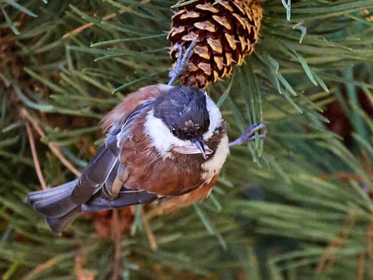 Chestnut-backed Chickadee - ML642192246