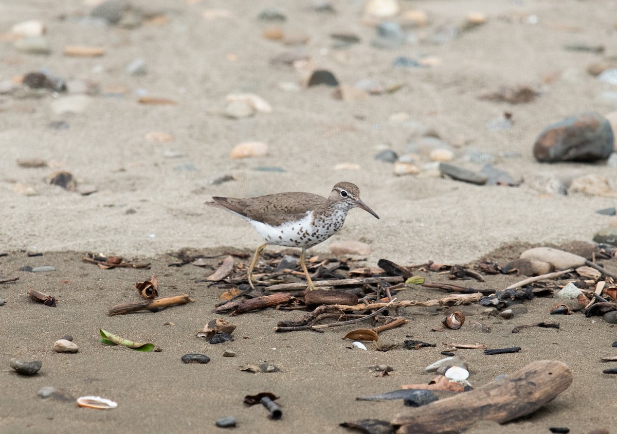 Spotted Sandpiper - ML642192256
