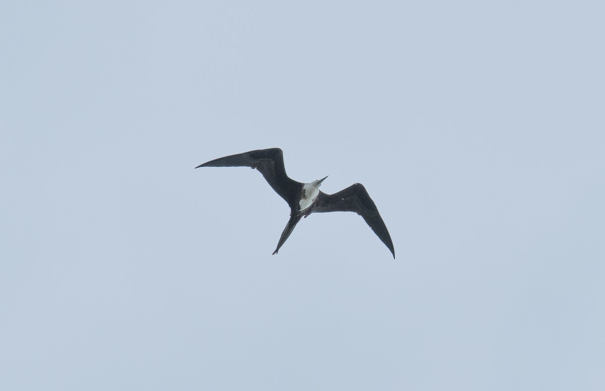 Magnificent Frigatebird - ML642192258