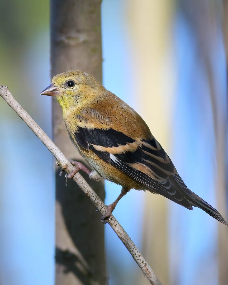Chardonneret jaune - ML642192261