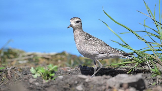 American Golden-Plover - ML642192262