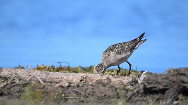American Golden-Plover - ML642192263
