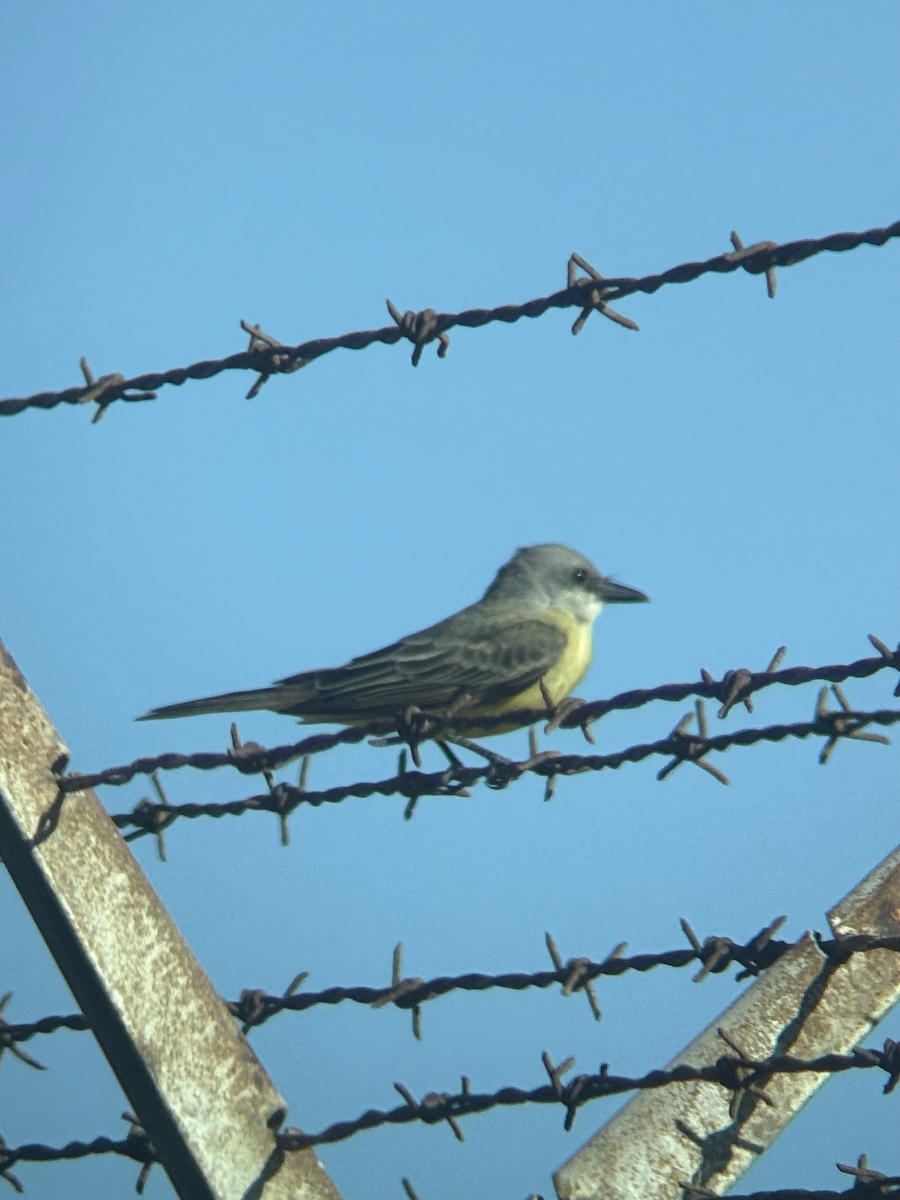 Tropical Kingbird - ML642192267