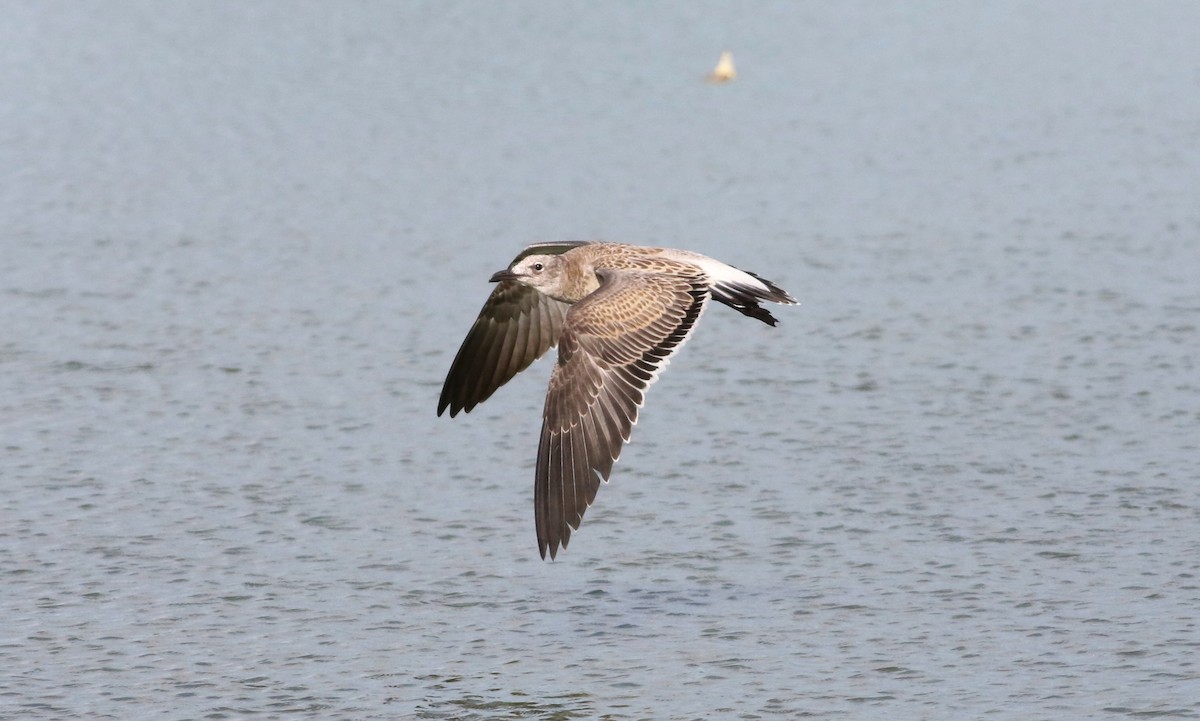 Laughing Gull - ML642192269