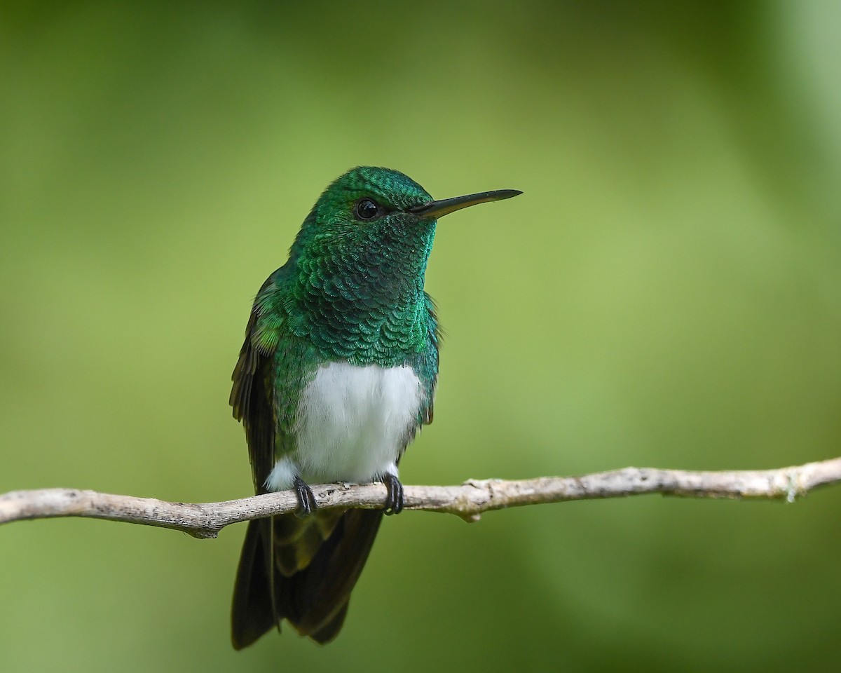 Snowy-bellied Hummingbird - ML642192270