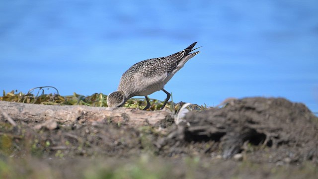 American Golden-Plover - ML642192273