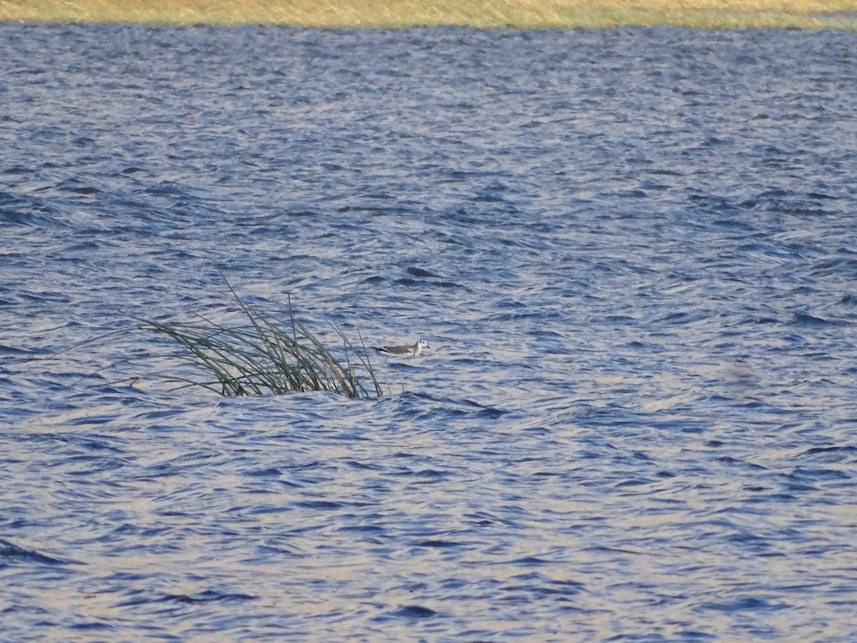 Sabine's Gull - ML642192301