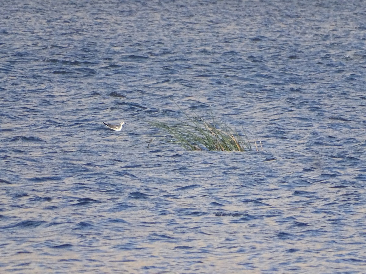 Sabine's Gull - ML642192302