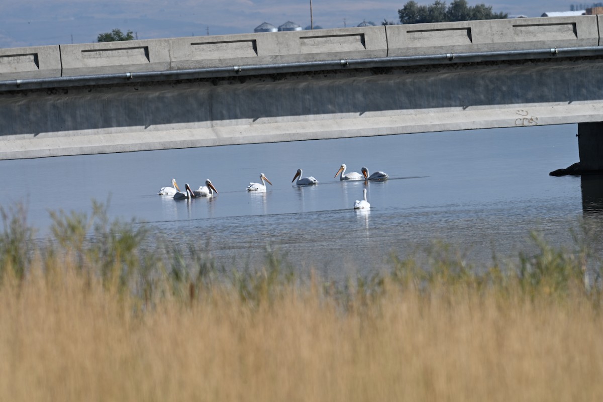 American White Pelican - ML642192328