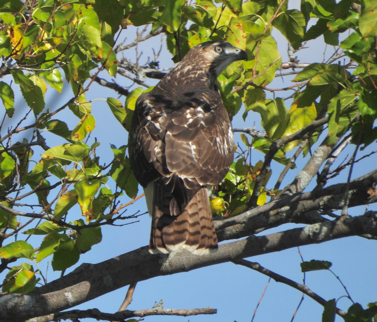 Red-tailed Hawk - ML642192336