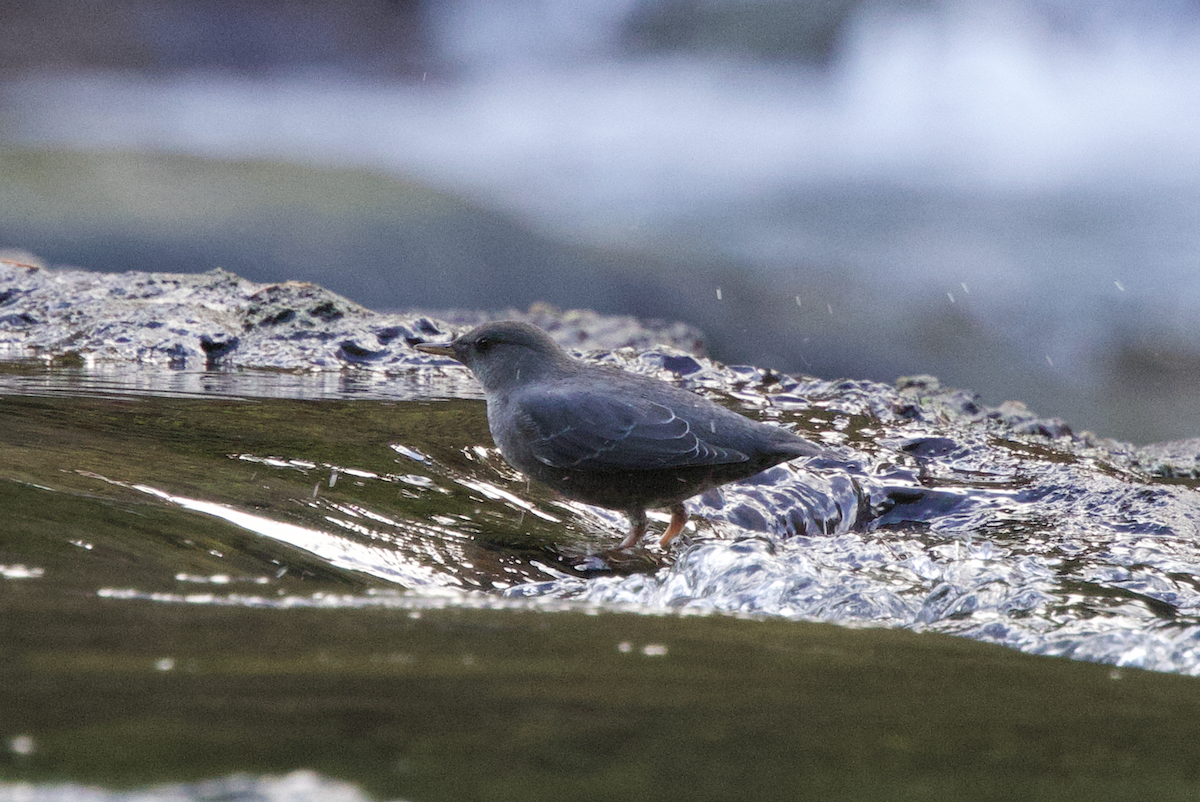 American Dipper - ML642192340