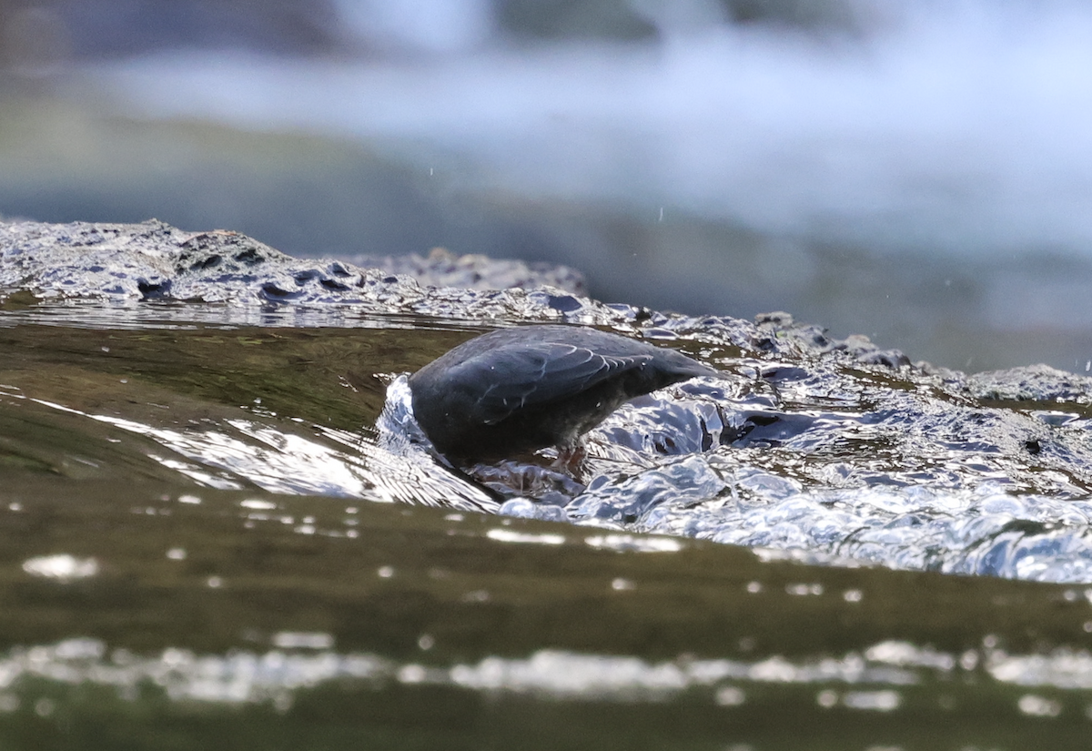 American Dipper - ML642192343