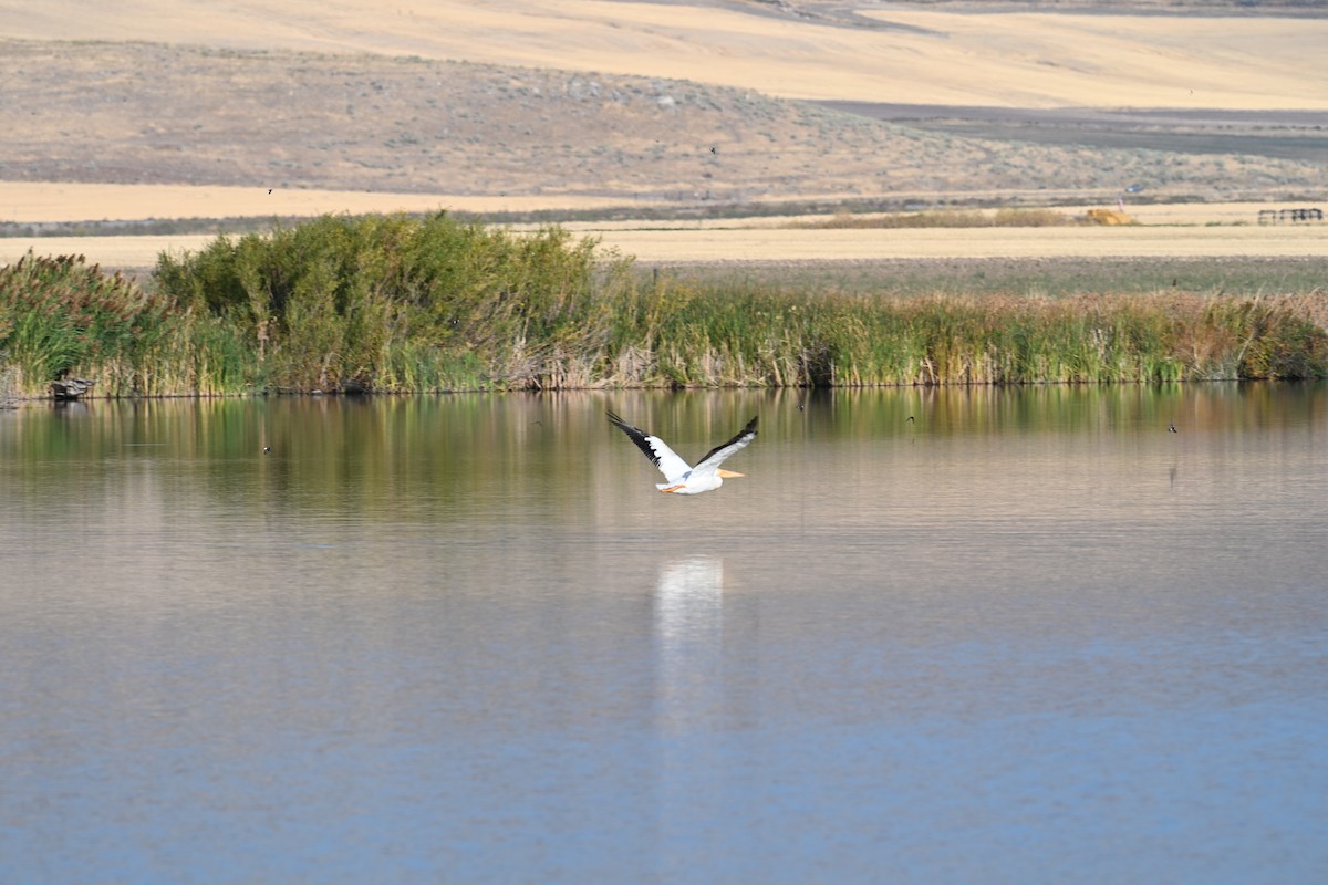 American White Pelican - ML642192344