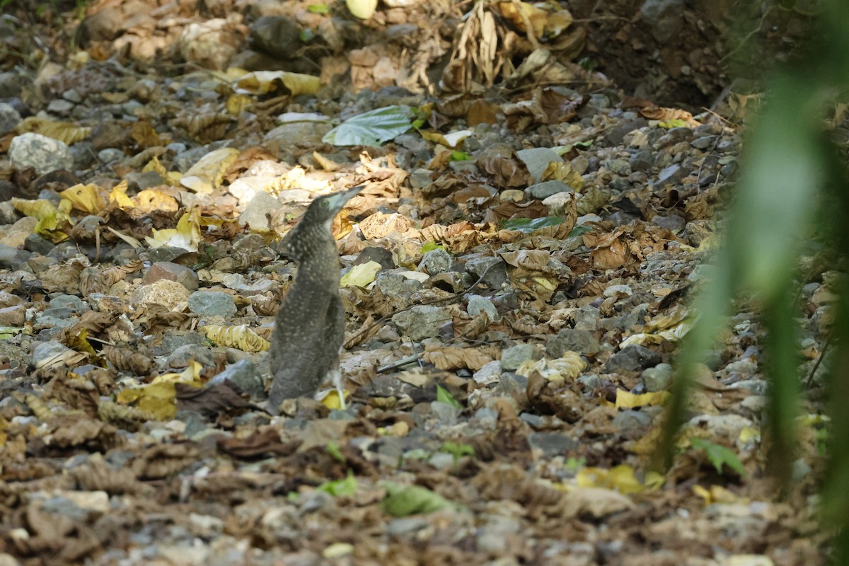 Malayan Night Heron - ML642192351