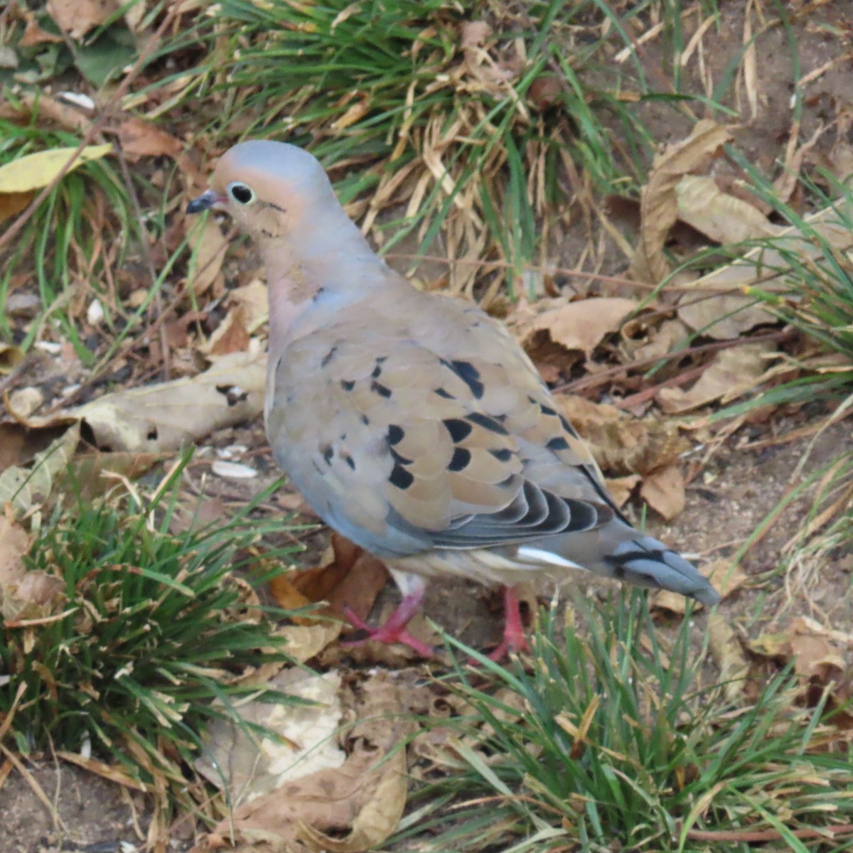 Mourning Dove - ML642192353