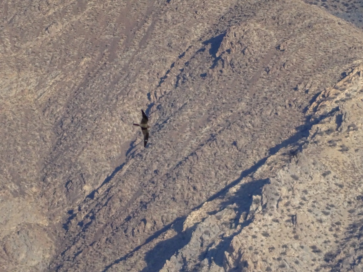 Common Nighthawk - ML642192364