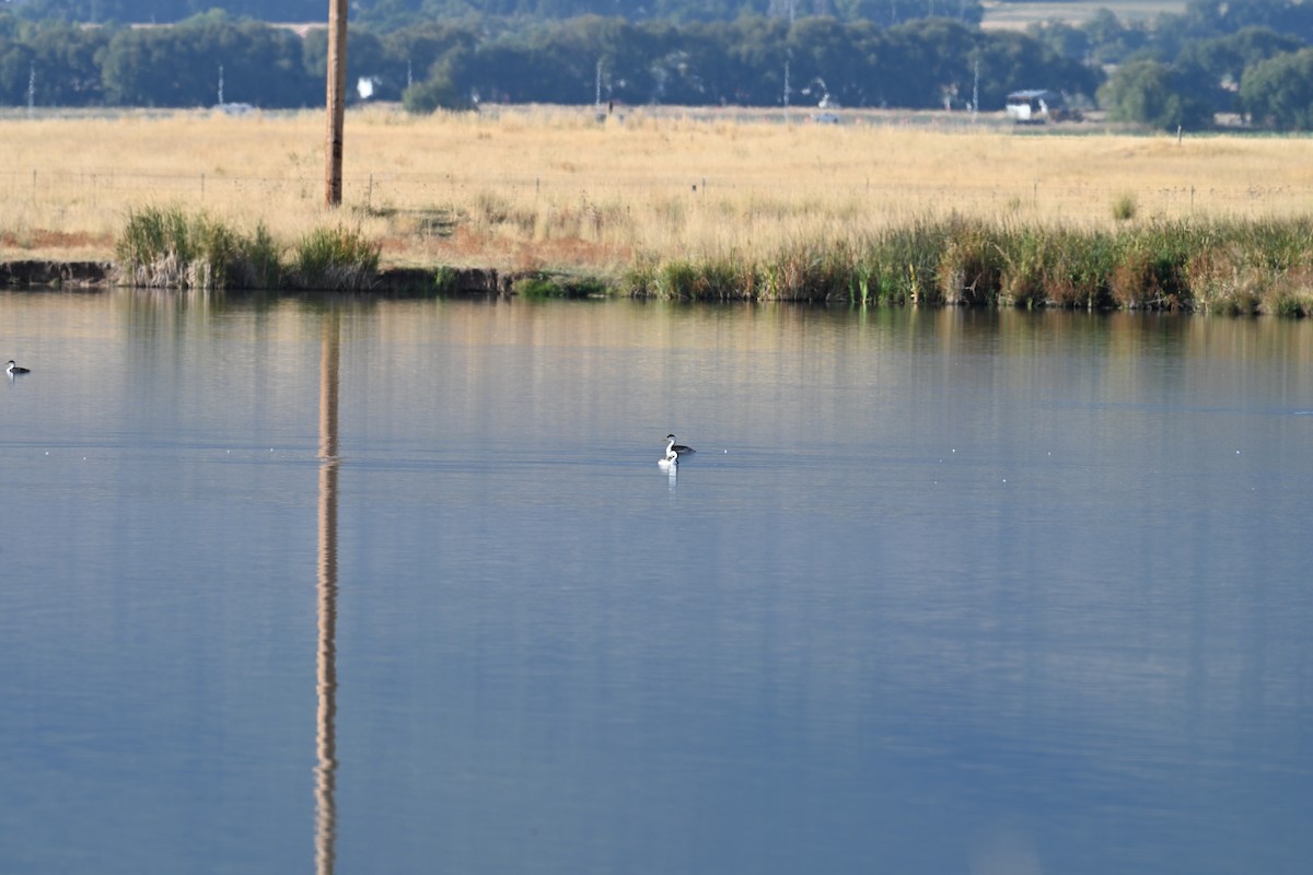 Clark's Grebe - ML642192398