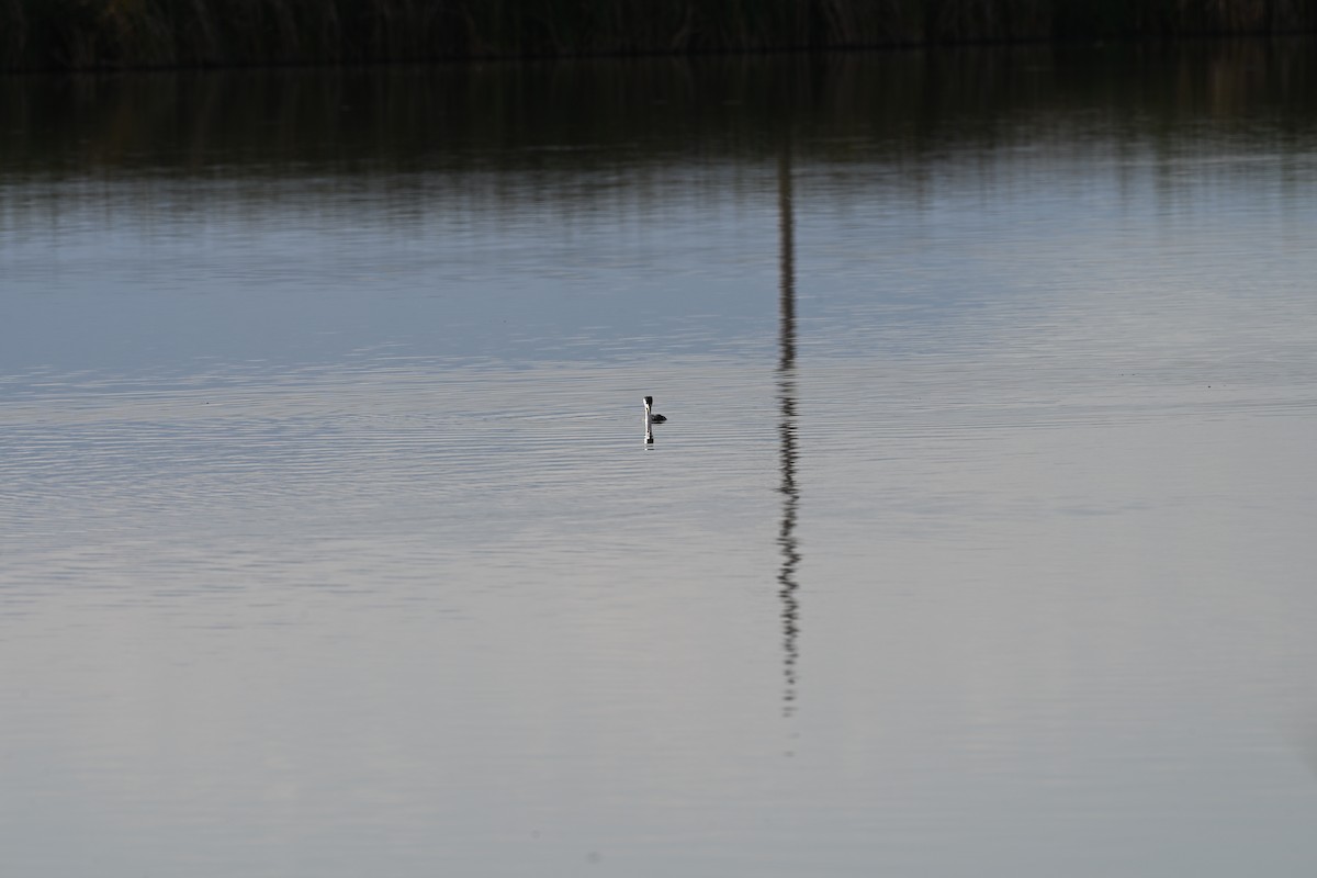 Clark's Grebe - ML642192403
