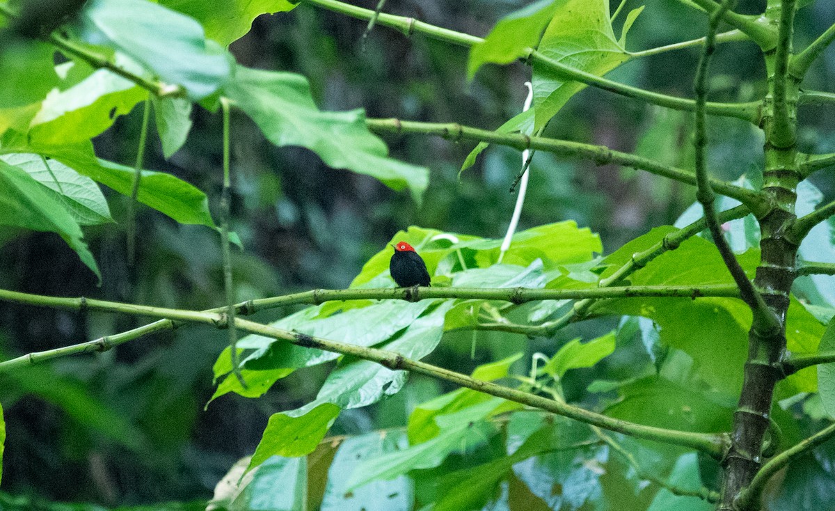 Manakin à cuisses jaunes - ML642192404