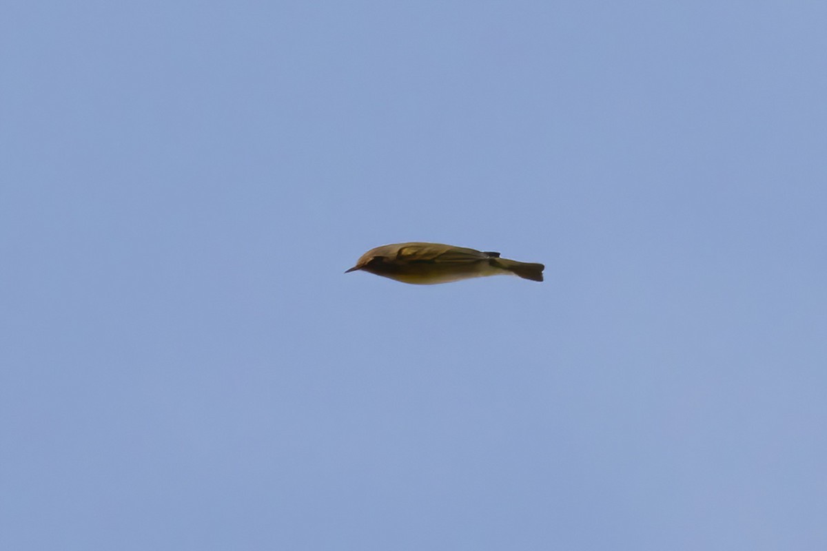 Nashville Warbler - ML642192409