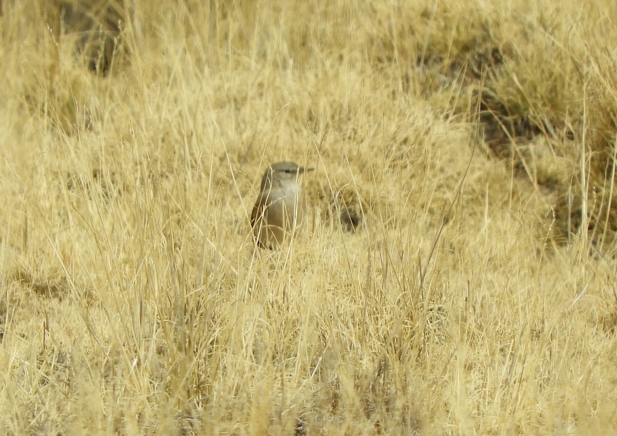 Spot-billed Ground-Tyrant - ML642192422