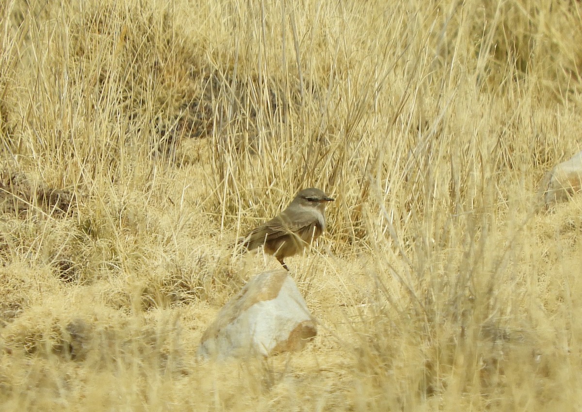 Spot-billed Ground-Tyrant - ML642192423