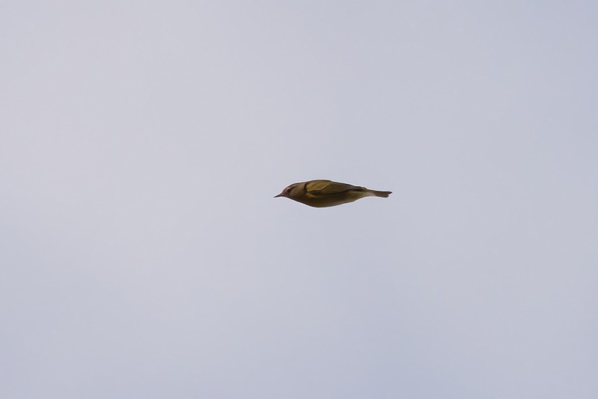 Nashville Warbler - ML642192433