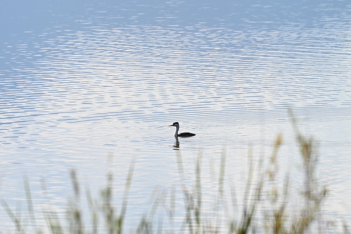 Clark's Grebe - ML642192435