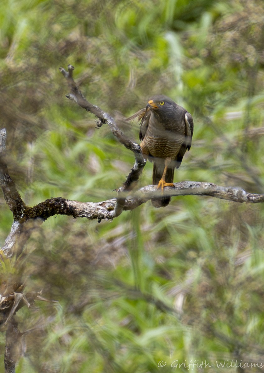 Roadside Hawk - ML642192442