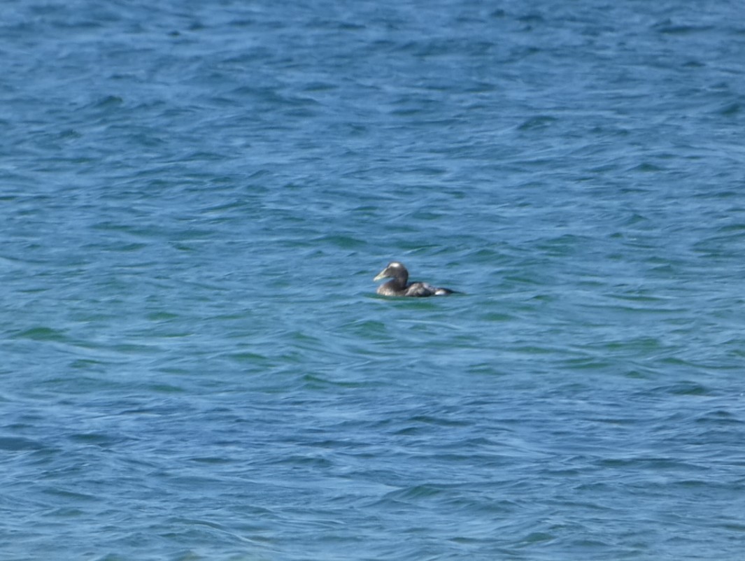 Common Eider - ML642192443