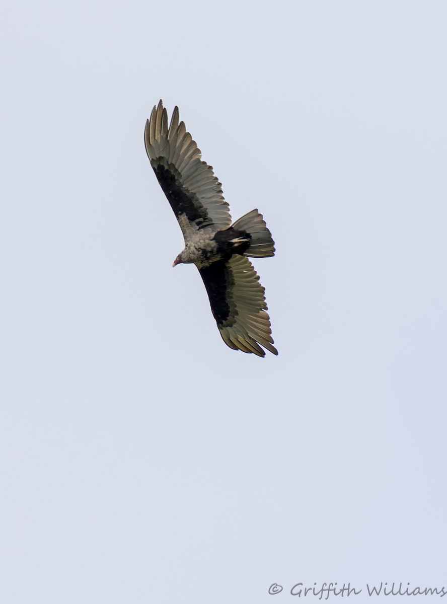 Turkey Vulture - ML642192445