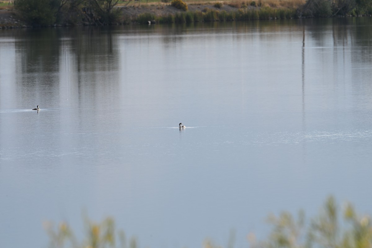 Clark's Grebe - ML642192458