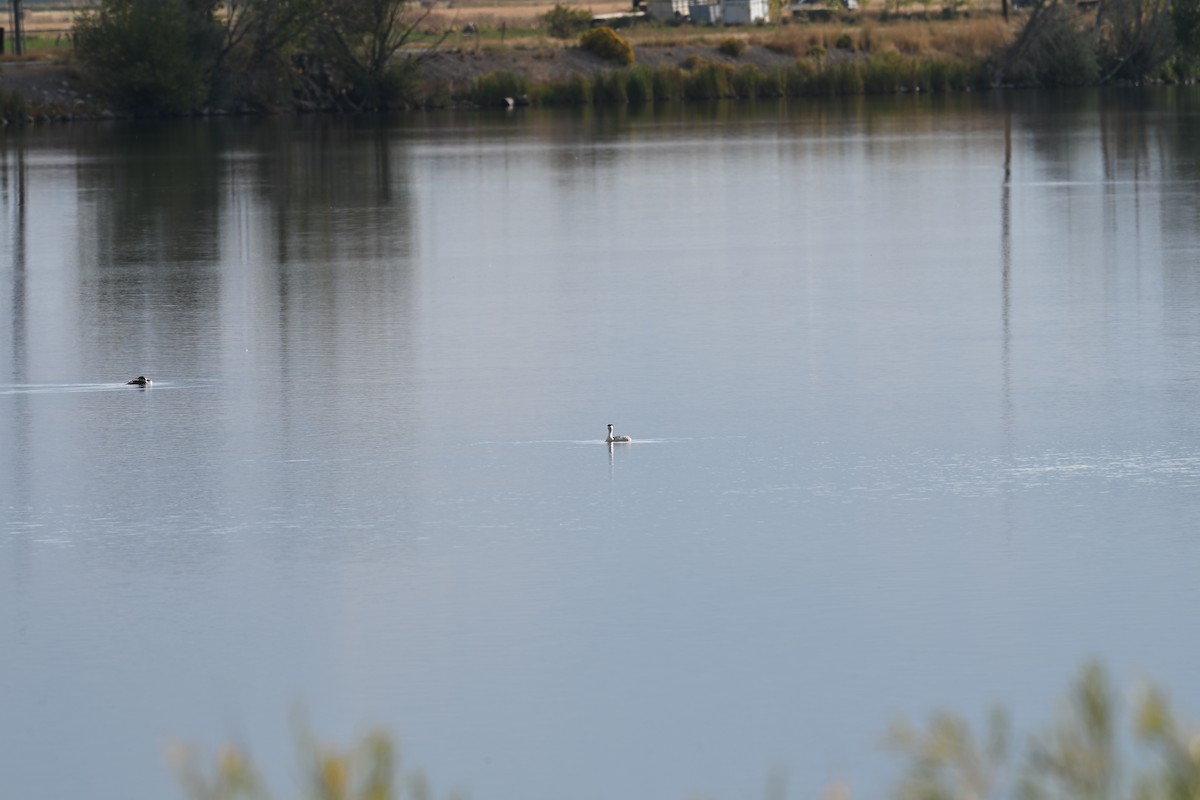 Clark's Grebe - ML642192459