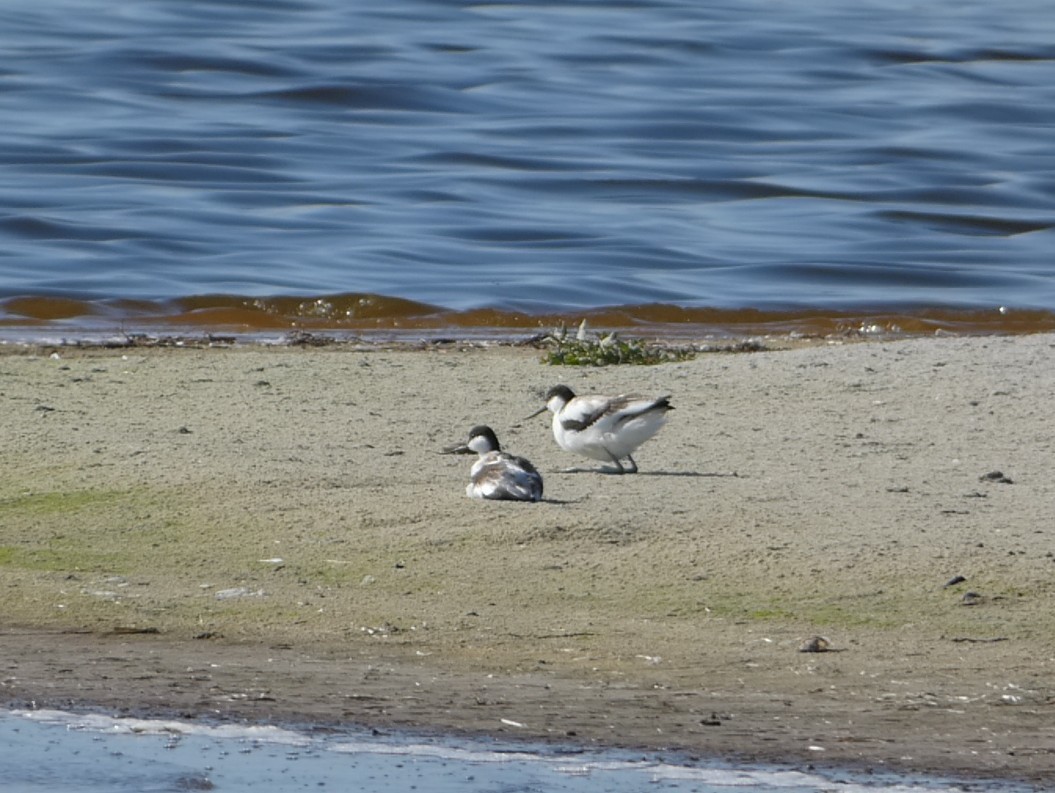 Pied Avocet - ML642192468