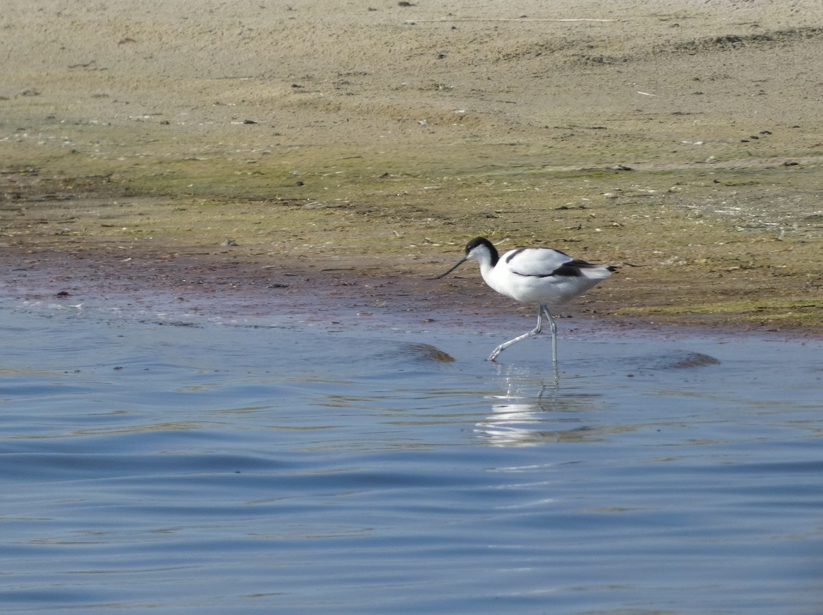 Pied Avocet - ML642192469