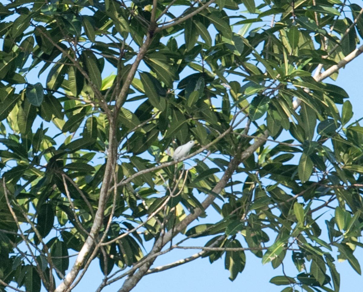 Yellow-billed Cotinga - ML642192476