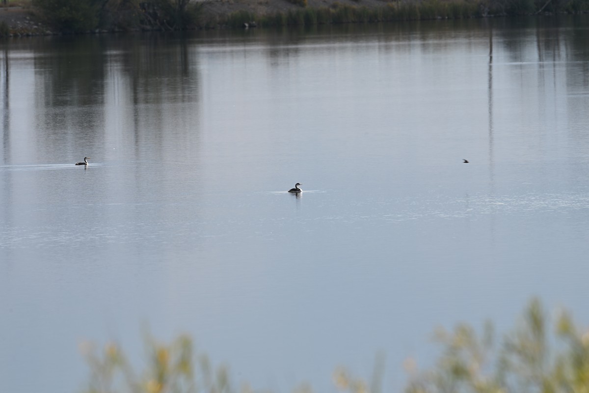 Clark's Grebe - ML642192478