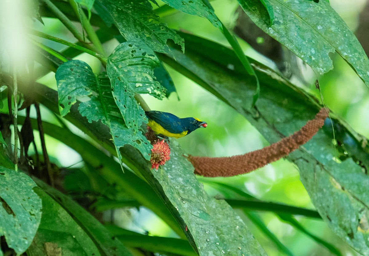 Spot-crowned Euphonia - ML642192494