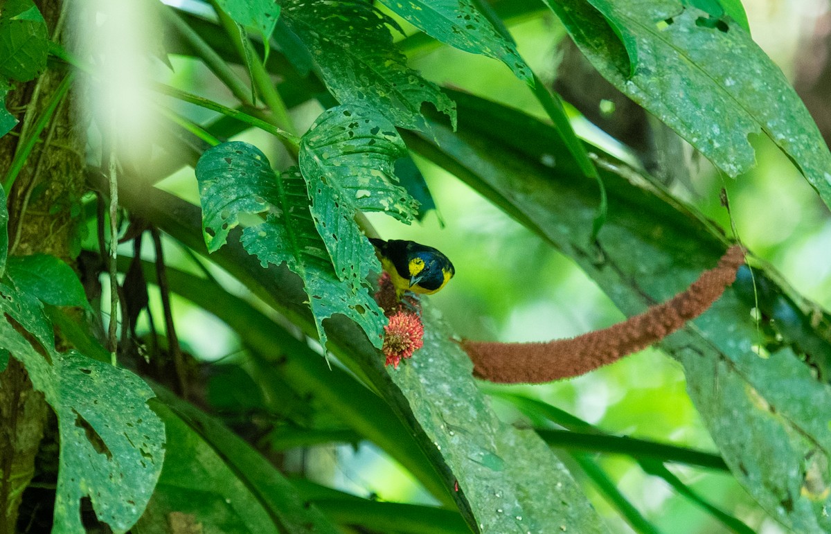 Spot-crowned Euphonia - ML642192495