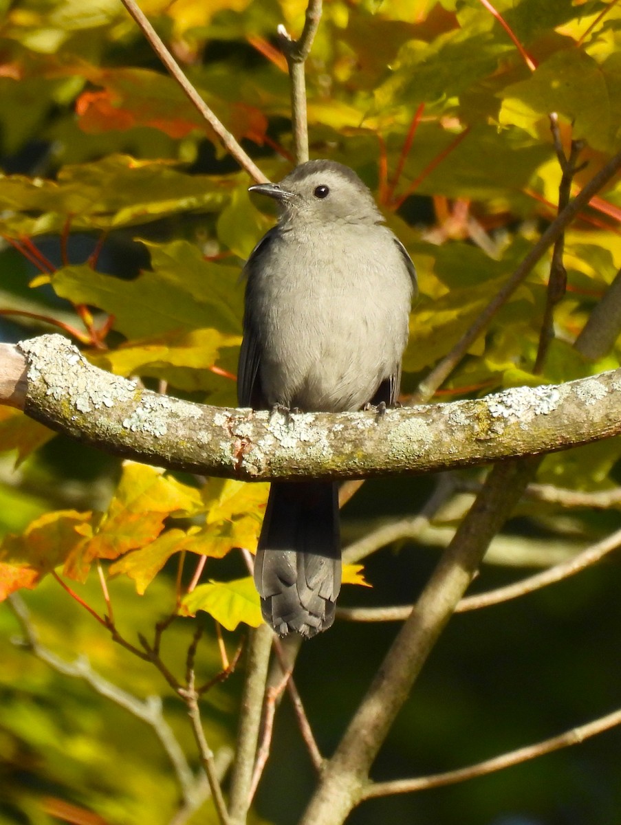 Katzenspottdrossel - ML642192498
