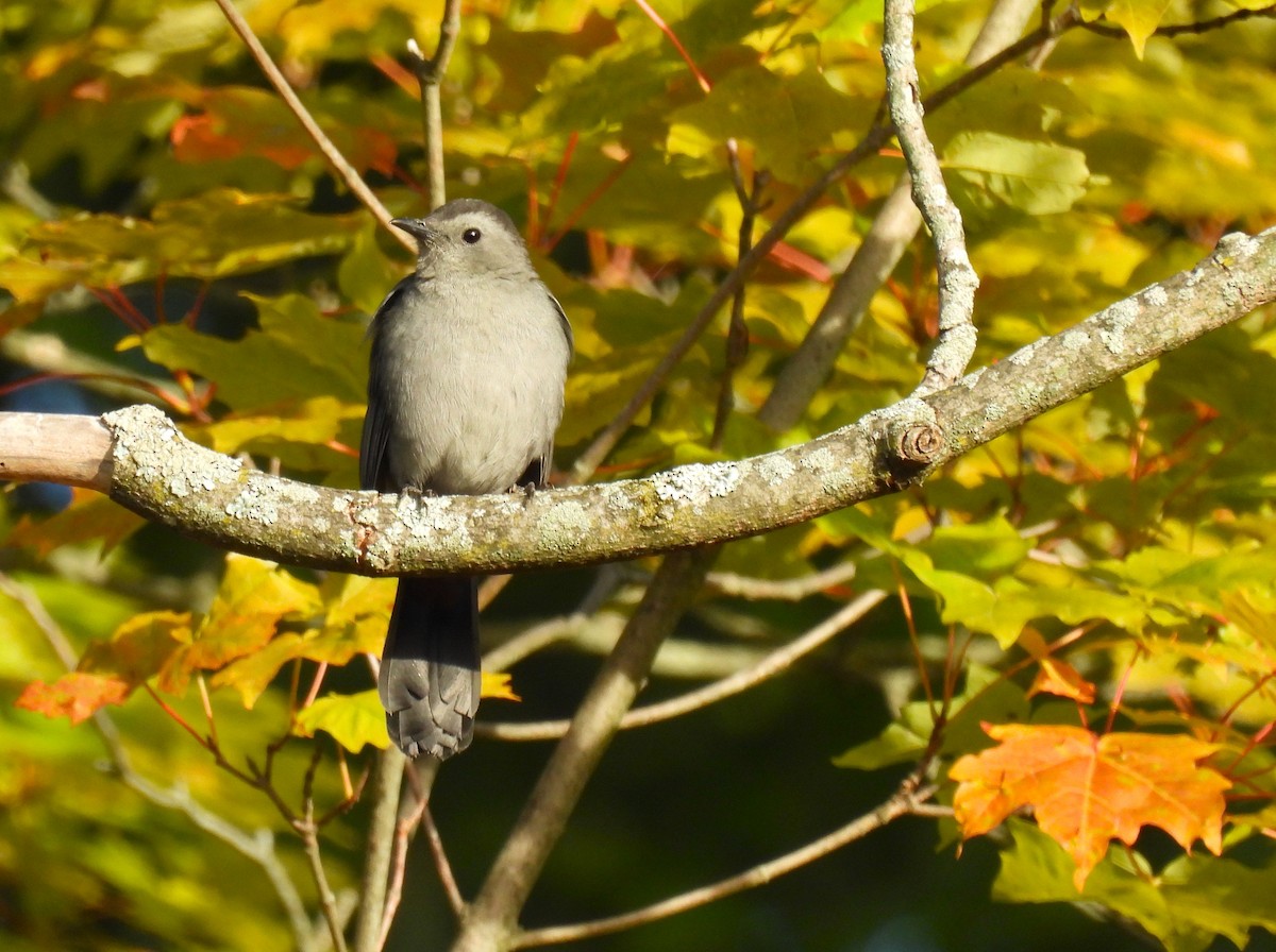Katzenspottdrossel - ML642192499