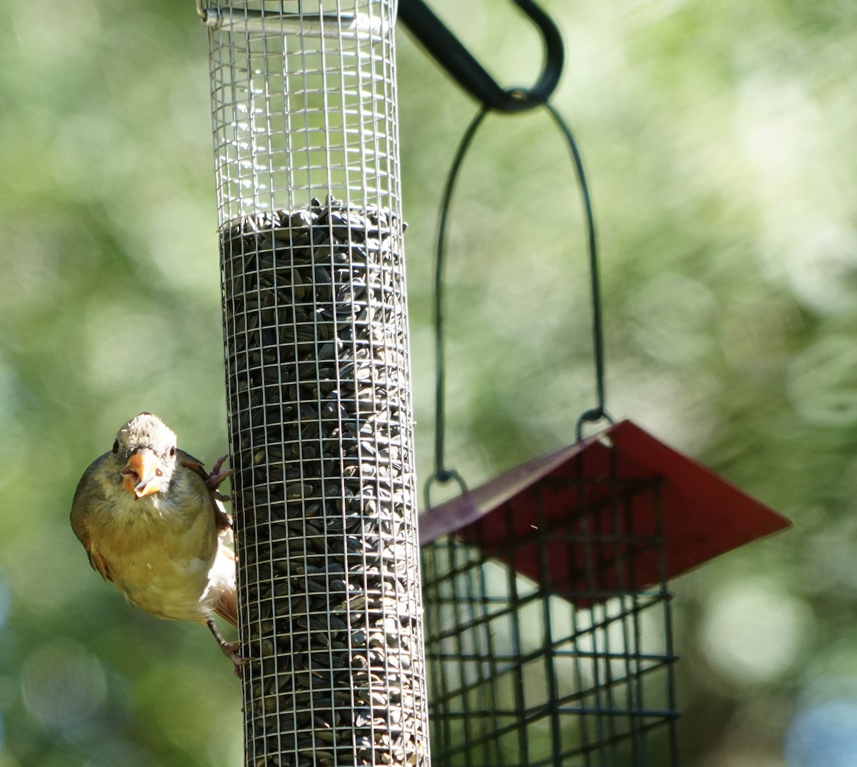 Northern Cardinal - ML642192523