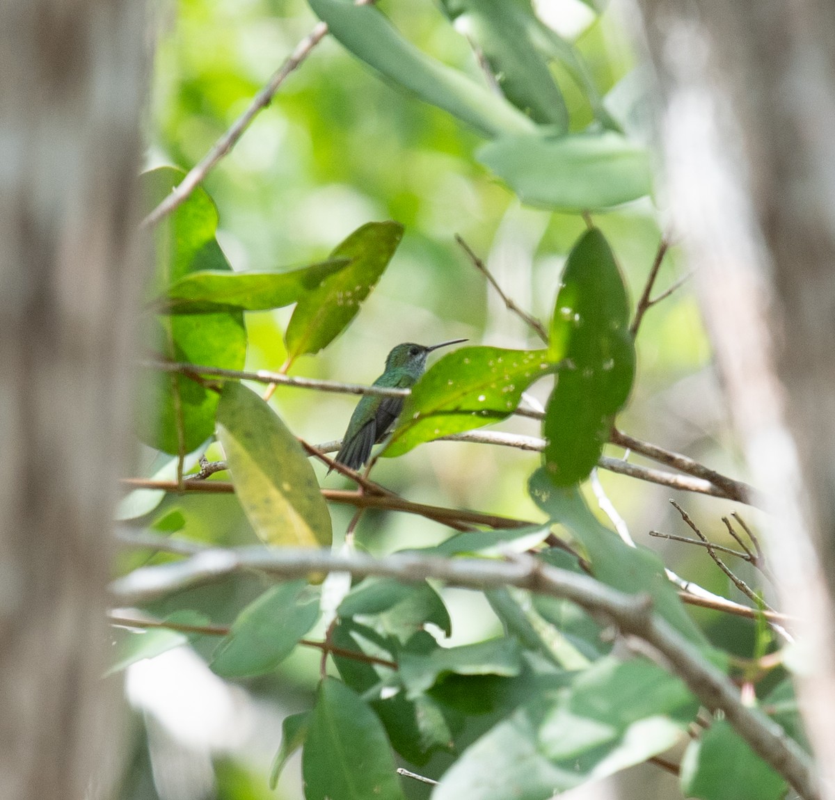 Mangrove Hummingbird - ML642192528