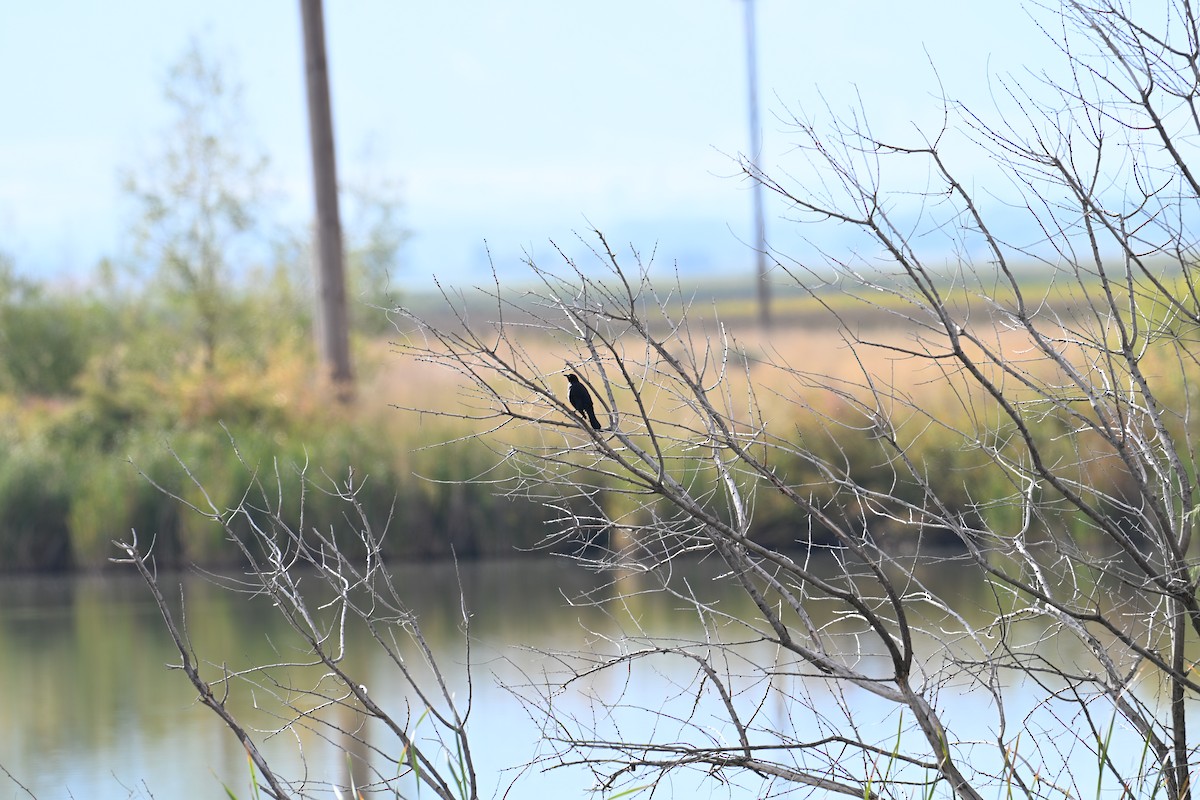 Brewer's Blackbird - ML642192529
