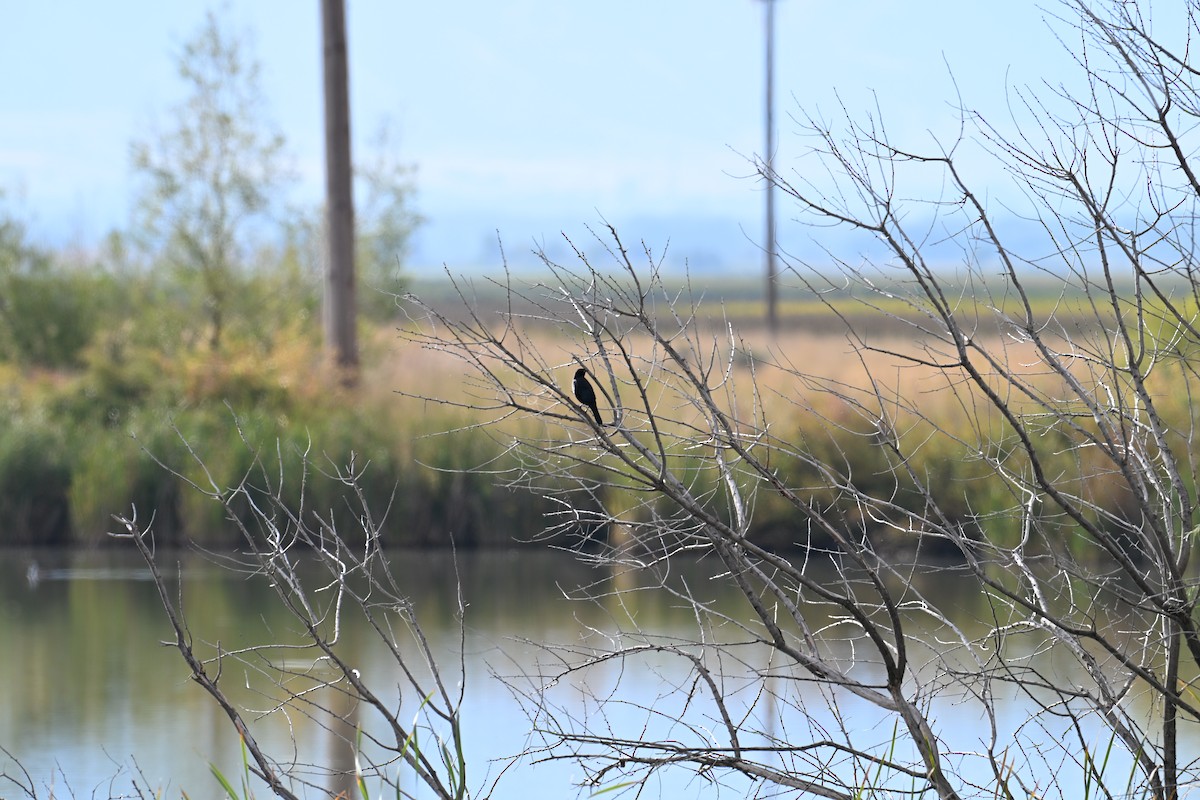 Brewer's Blackbird - ML642192530