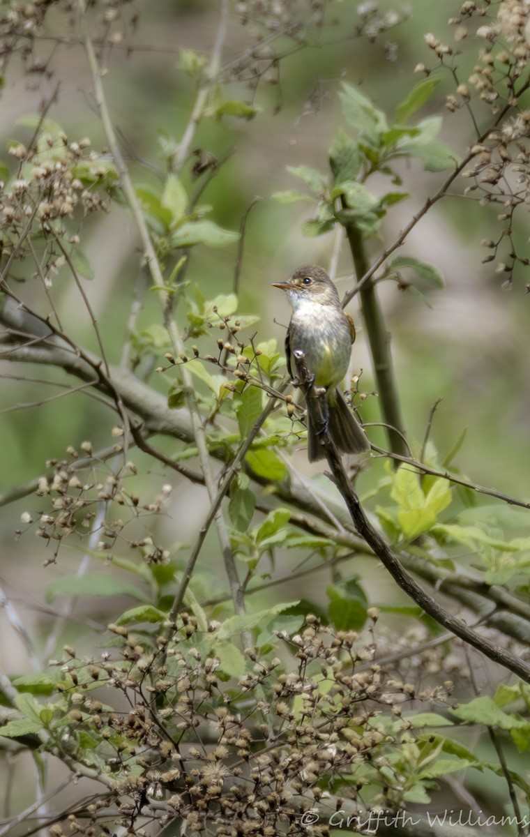 White-throated Flycatcher - ML642192532