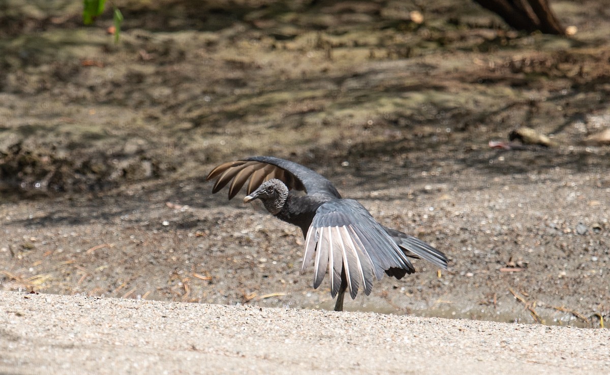 Black Vulture - ML642192535