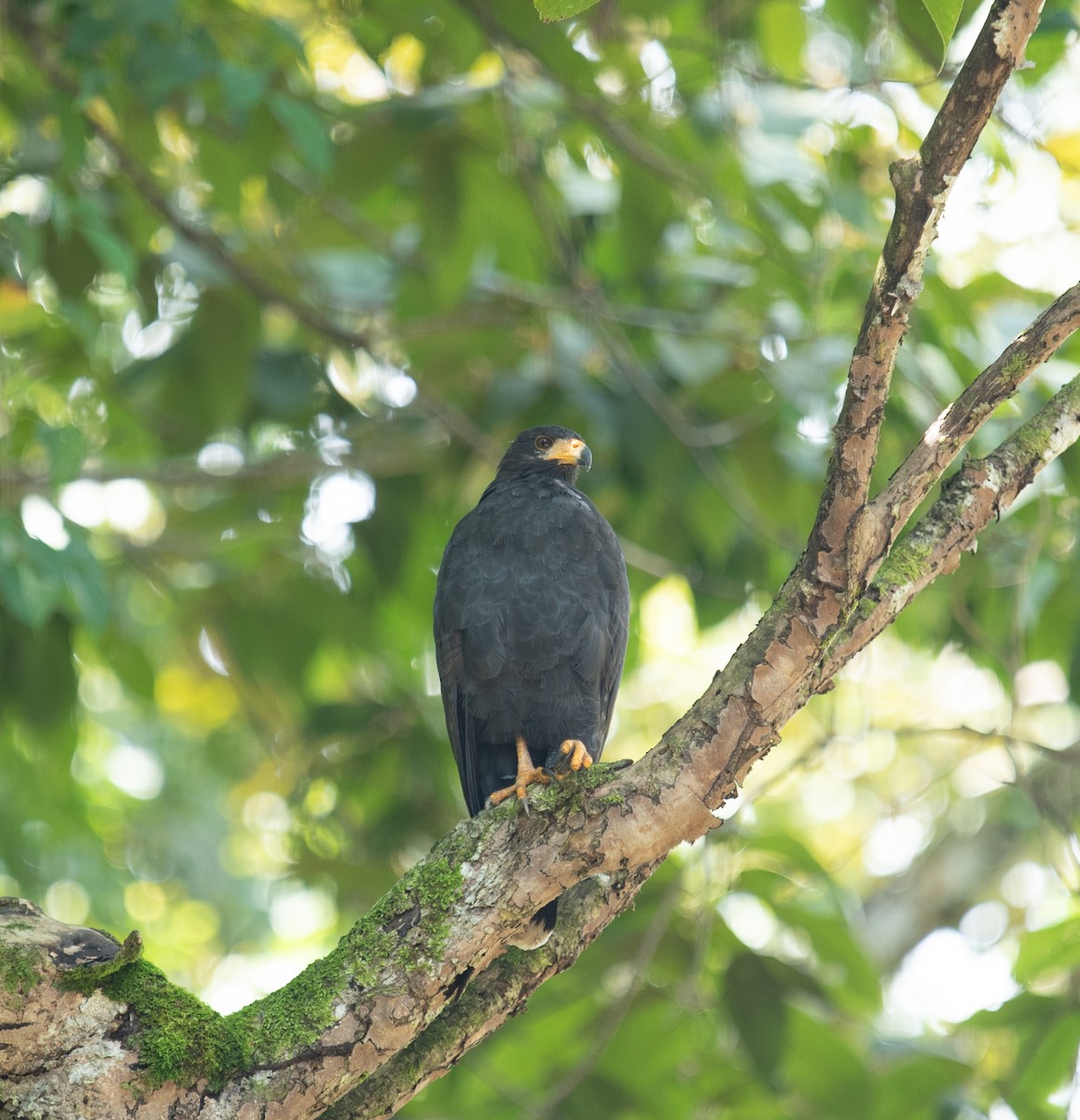 Common Black Hawk - ML642192540