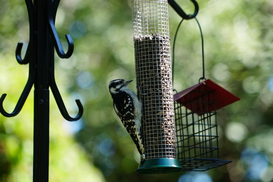 Downy Woodpecker - ML642192563